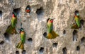 Big colony of the Bee-eaters in their burrows on a clay wall. Africa. Uganda.