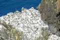 A big colony of common guillemots on the cliffs of Shetland Royalty Free Stock Photo