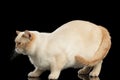 Big color-point British Shorthair Cat Standing Isolated Black Background Royalty Free Stock Photo