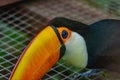 Big color toucan bird in summer sunny hot day in ZOO Royalty Free Stock Photo