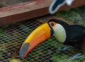 Big color toucan bird in summer sunny hot day in ZOO Royalty Free Stock Photo