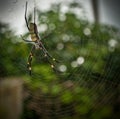 Big Colorful Banana Spider in Web