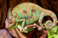 Big and colorful chameleon Royalty Free Stock Photo