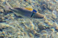 A big colorful fish swims in the Red Sea Royalty Free Stock Photo