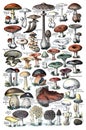 Big colorful forest mushrooms collection / Vintage and Antique illustration from Petit Larousse 1914