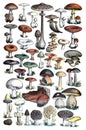 Big colorful forest mushrooms collection / Vintage and Antique illustration from Petit Larousse 1914