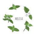 Big colorful melissa hand drawn set. Green seasoning. Medicinal herbs and spices. Harvest green raw lemon balm branches, leaves Royalty Free Stock Photo