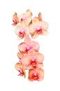 Big colorful orchids flowers bunch Royalty Free Stock Photo