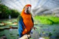 Big Colorful Parrot Royalty Free Stock Photo