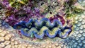 Big colorful seashell Royalty Free Stock Photo