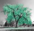 Big colorful tree with bright green leaves in a black and white landscape Royalty Free Stock Photo