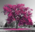 Big colorful tree with pink leaves in a black and white landscape