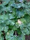 Big common columbine leaves with water drops closeup view