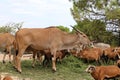 big common eland or antelope Royalty Free Stock Photo