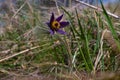 Big common pasqueflower plant on long hairy stem, deep violet bloom in high old dry grass, tender inflorescence in warm sunlight Royalty Free Stock Photo