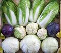 Composition from different varieties of cabbage on wooden background Royalty Free Stock Photo