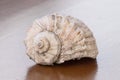 Big conch close-up, isolated rounded shell. Concept of a vacation at sea. Seashell lying on a lacquered wooden table Royalty Free Stock Photo