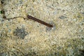 Rusted metal bar bend in a concrete block texture