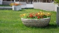 Big concrete flower pot