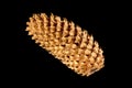 Brown pine cone isolated on black background Royalty Free Stock Photo