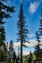 Big coniferous spruce tree against blue sky background in Okanogan Wenatchee National forest, US