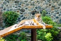 A big and contented tiger basks in the sun,