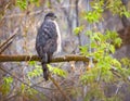 big cooper\'s hawk sitting on a branch