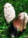Big Coprinus mushroom ,mature coprinus fungus  in a park in green grass Royalty Free Stock Photo