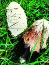 Big Coprinus mushroom ,mature coprinus fungus  in a park in green grass Royalty Free Stock Photo