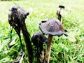 Big Coprinus mushroom ,mature coprinus fungus  in a park in green grass Royalty Free Stock Photo