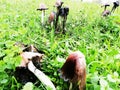 Big Coprinus mushroom ,mature coprinus fungus  in a park in green grass Royalty Free Stock Photo