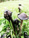 Big Coprinus mushroom ,mature coprinus fungus  in a park in green grass Royalty Free Stock Photo