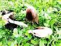 Big Coprinus mushroom ,mature coprinus fungus  in a park in green grass Royalty Free Stock Photo