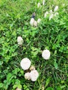 Big Coprinus mushroom ,mature coprinus fungus  in a park in green grass Royalty Free Stock Photo