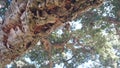 Big cork tree, corkwood trunk, branches and canopy foliage. Forest or woodland.