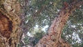 Big cork tree, corkwood trunk, branches and canopy foliage. Forest or woodland.
