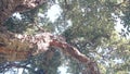 Big cork tree, corkwood trunk, branches and canopy foliage. Forest or woodland.