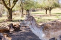 Big corners. Roe deer and cervids. Spring in the forest. Young deer and deer in the wild. Royalty Free Stock Photo