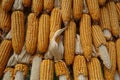 Big corns Royalty Free Stock Photo