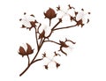 Big cotton flower branch vector illustration isolated on white background Royalty Free Stock Photo