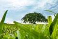 Big Country Tree in Westmoreland Jamaica Royalty Free Stock Photo