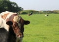 Cow with heavy nose ring pasture in the plain Royalty Free Stock Photo