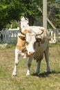 Big cow with horns close-up. White cow walks in the summer. Royalty Free Stock Photo