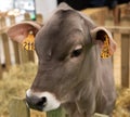 Big cow at Paris International Agricultural Show.