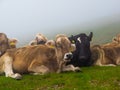 Big cows graze, rest in the Alpine meadow in Austria