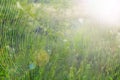 Summer landscape with field of grass and cobwebs in sun light at dawn