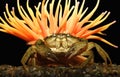 The big crab Royalty Free Stock Photo