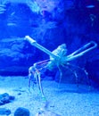 Big Crab in Aquarium Royalty Free Stock Photo