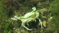A big crab eats another crab.Flying crab Liocarcinus holsatus