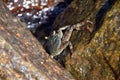 Big crab on the rock by the sea Royalty Free Stock Photo